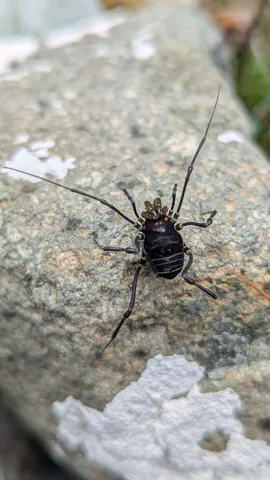 A dark, long-legged harvestman rests on lichen-covered rock. Finer identification is unresolved.