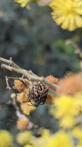 Insect on yellow flowers. Finer identification remains unconfirmed.