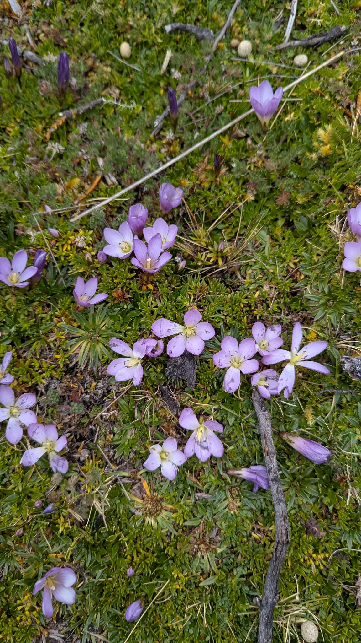 Lavender flowers among fine grasses