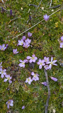 Lavender flowers among fine grasses