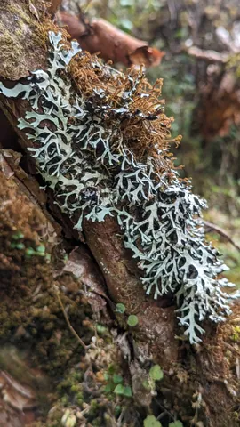 Pale lichen on a dark tree trunk