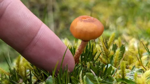 Small orange mushroom beside a finger for scale. Finer identification remains unconfirmed.
