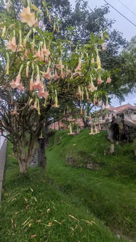 Pink flowers on a small tree. Finer identification remains unconfirmed.