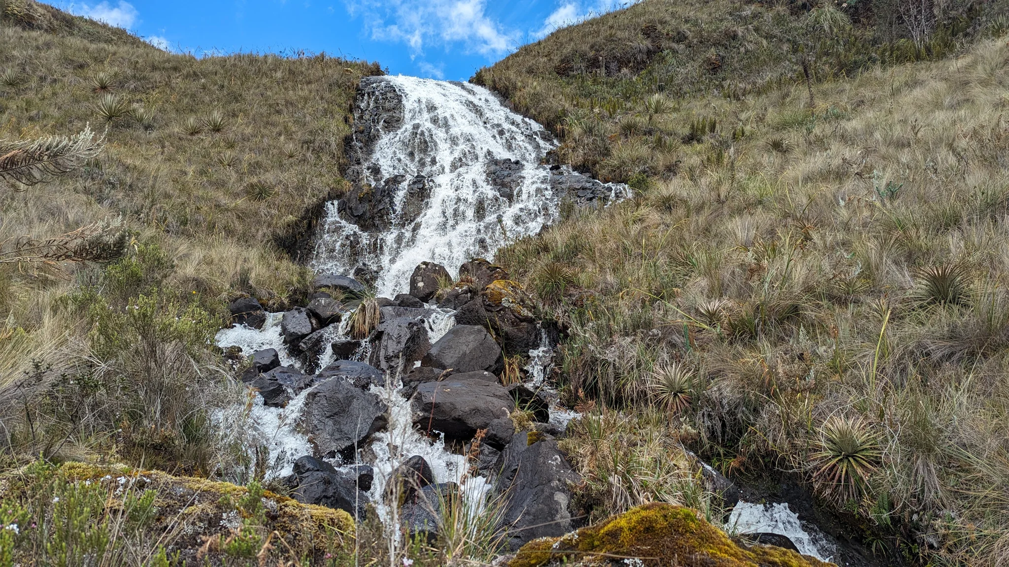 A cascade through páramo grasses