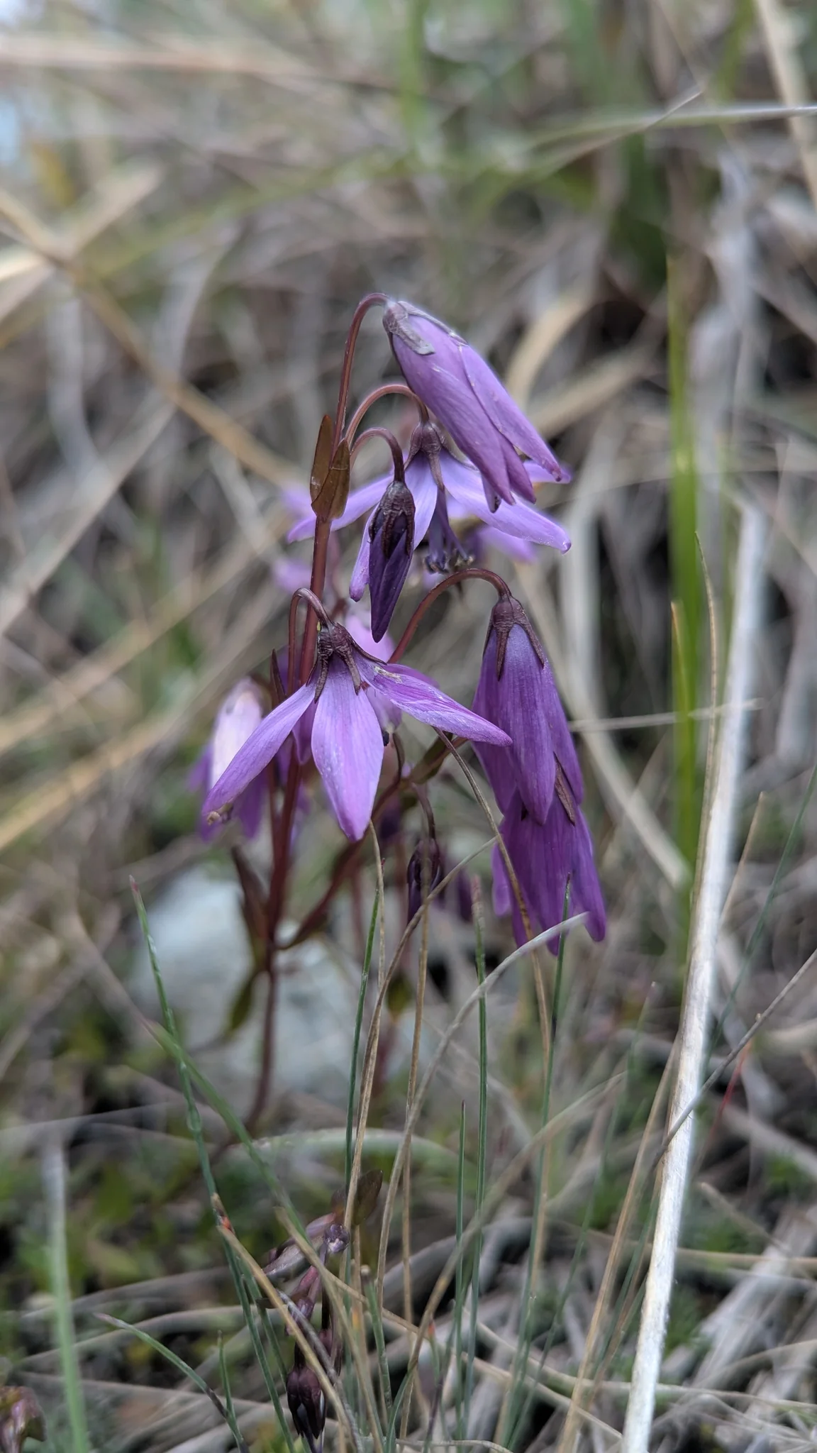 Flower detail