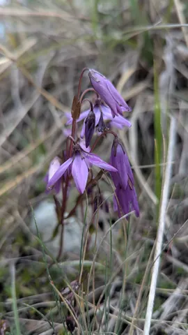 Flower detail