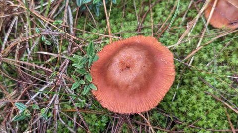 A red-orange cap among green plants