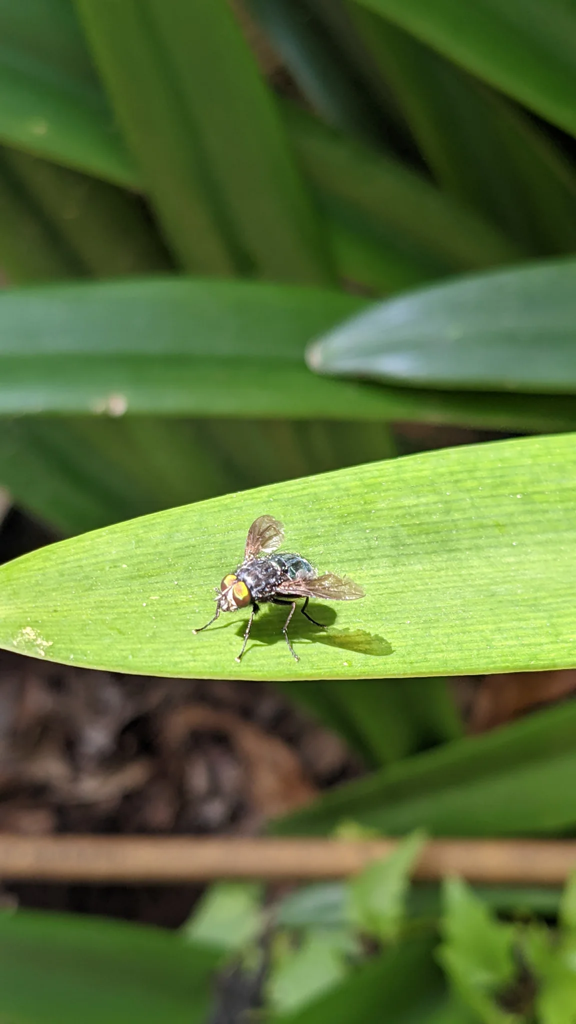 Small dark insect on green leaf. Finer identification remains unconfirmed.