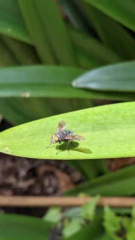 Small dark insect on green leaf. Finer identification remains unconfirmed.