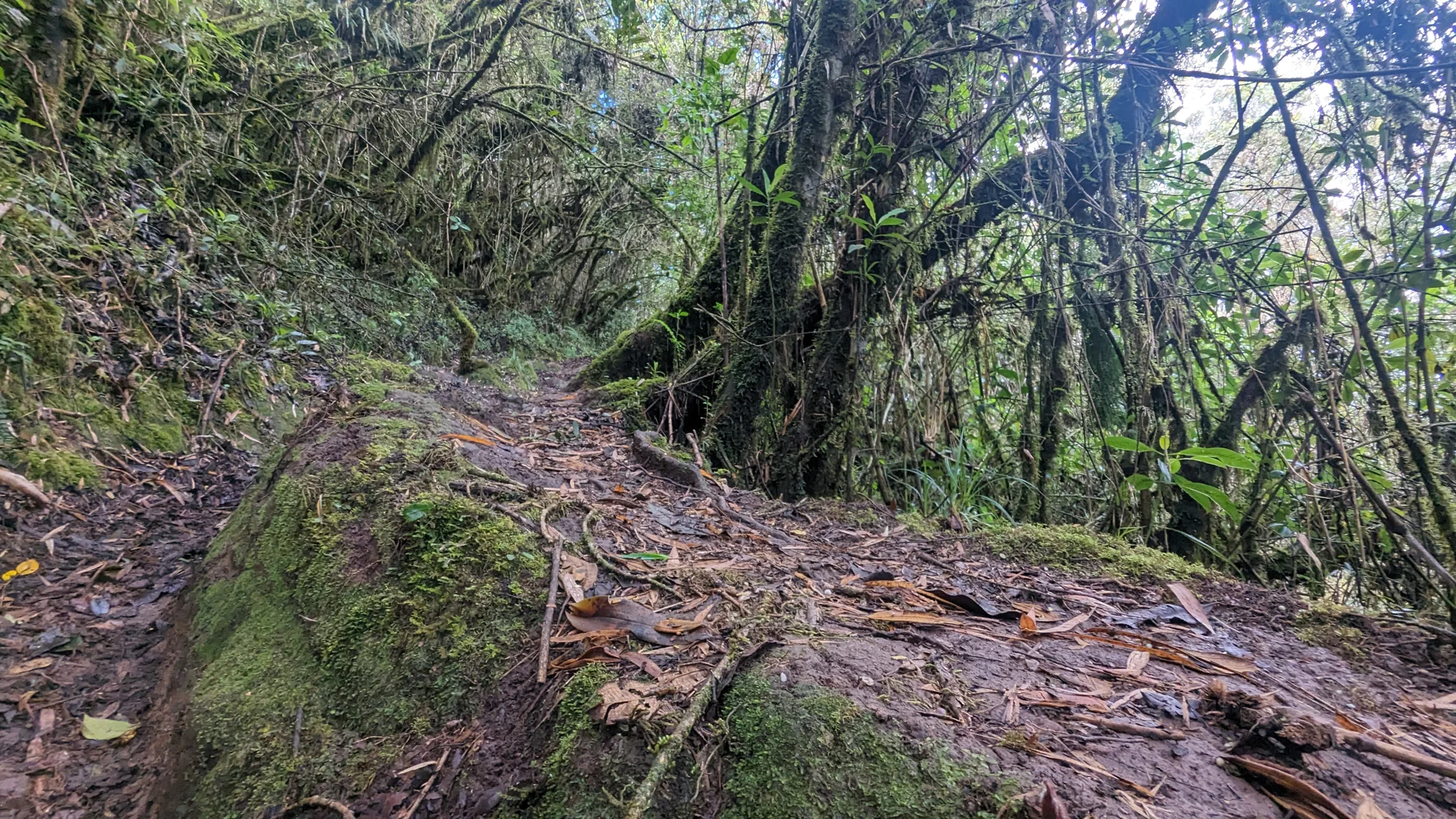 Roots across the woodland trail