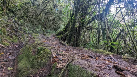Roots across the woodland trail