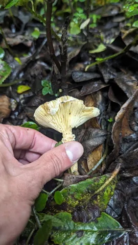 Hand holding yellow mushroom. Finer identification remains unconfirmed.