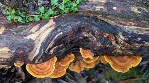 Bright fungi beneath a fallen log