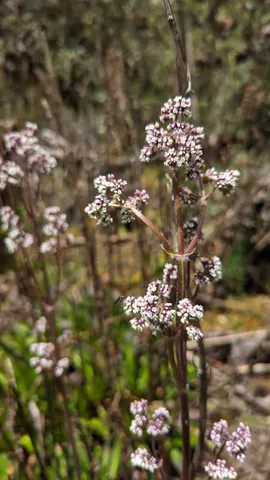 Tiny pale flowers on slender stems