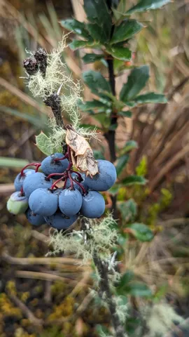 A hanging cluster of blue, waxy-coated Berberis berries grows beside stiff, spiny-edged leaves on a woody shrub.