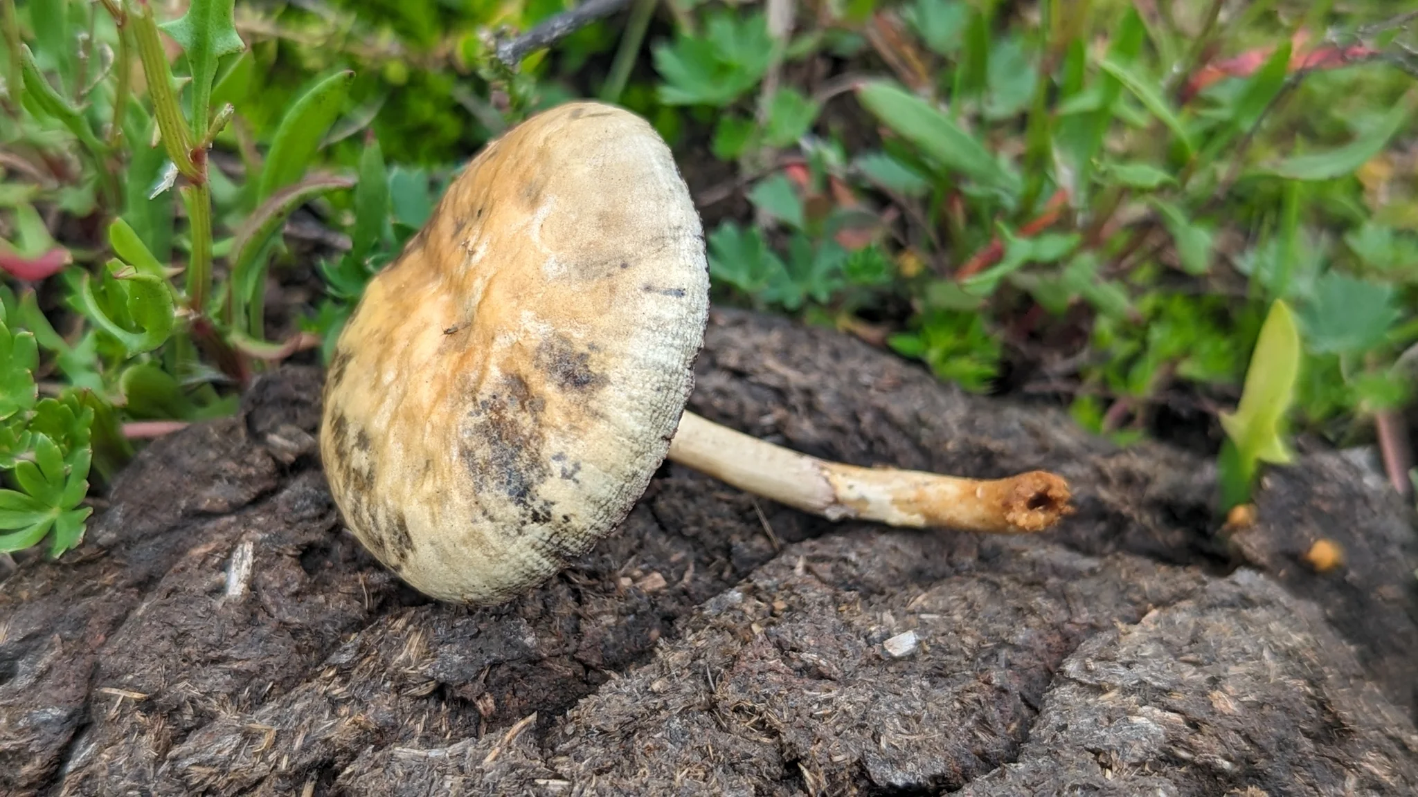 Pale mushroom on dark wood. Finer identification remains unconfirmed.