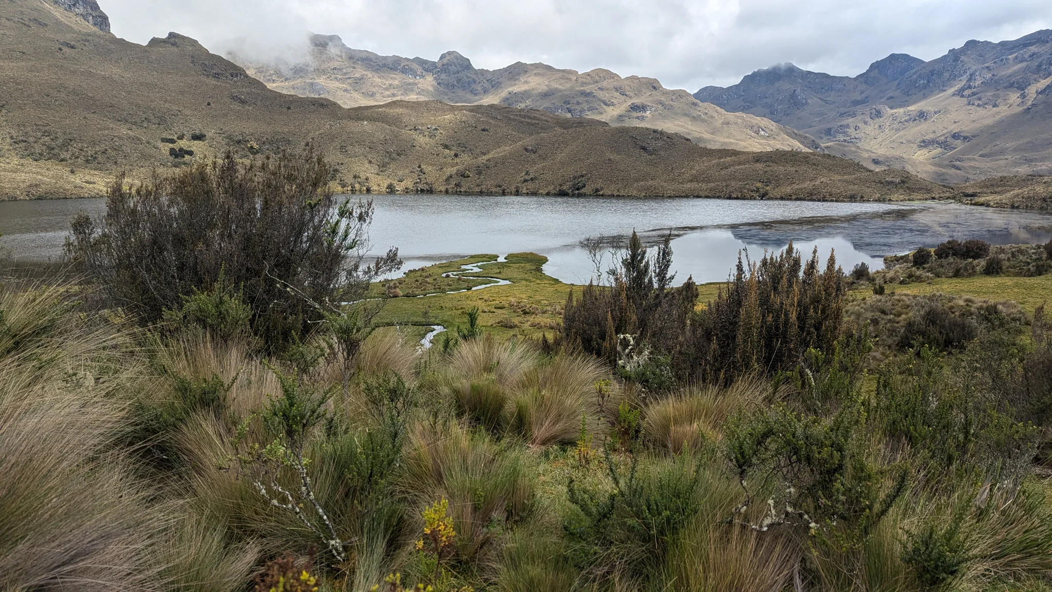 Reeds beside an open highland lake