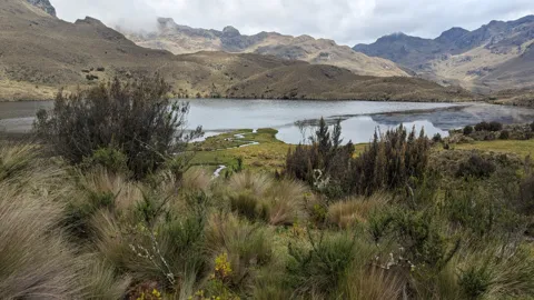 Reeds beside an open highland lake