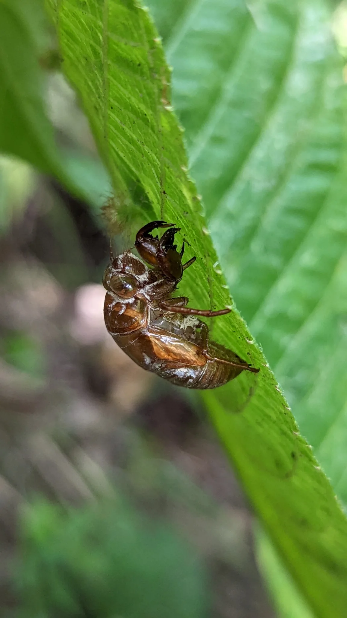 Small insect on textured leaf. Finer identification remains unconfirmed.