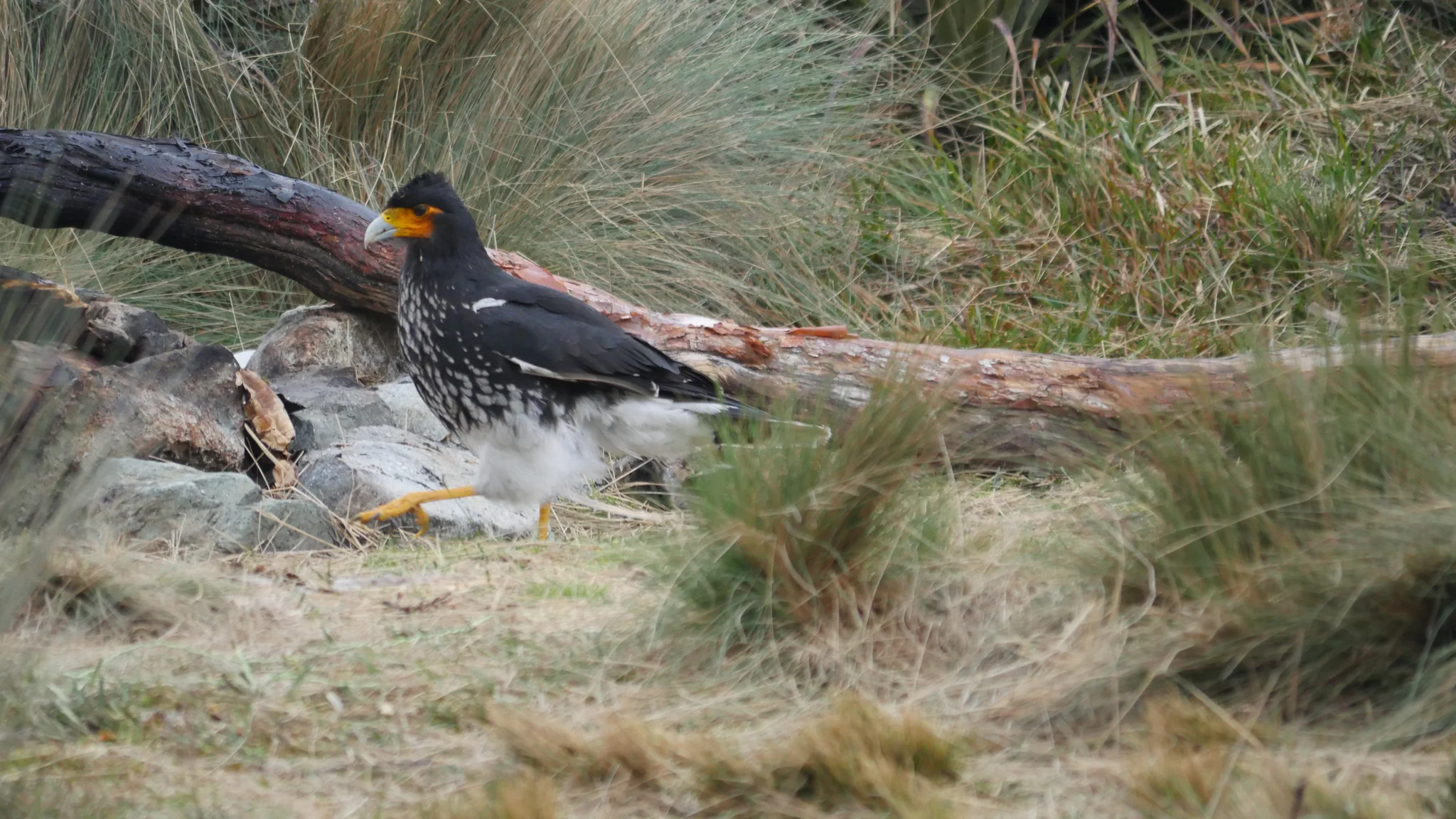 Yellow-faced caracara beside a fallen log. Finer identification remains unconfirmed.
