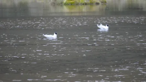 White birds crossing dark water