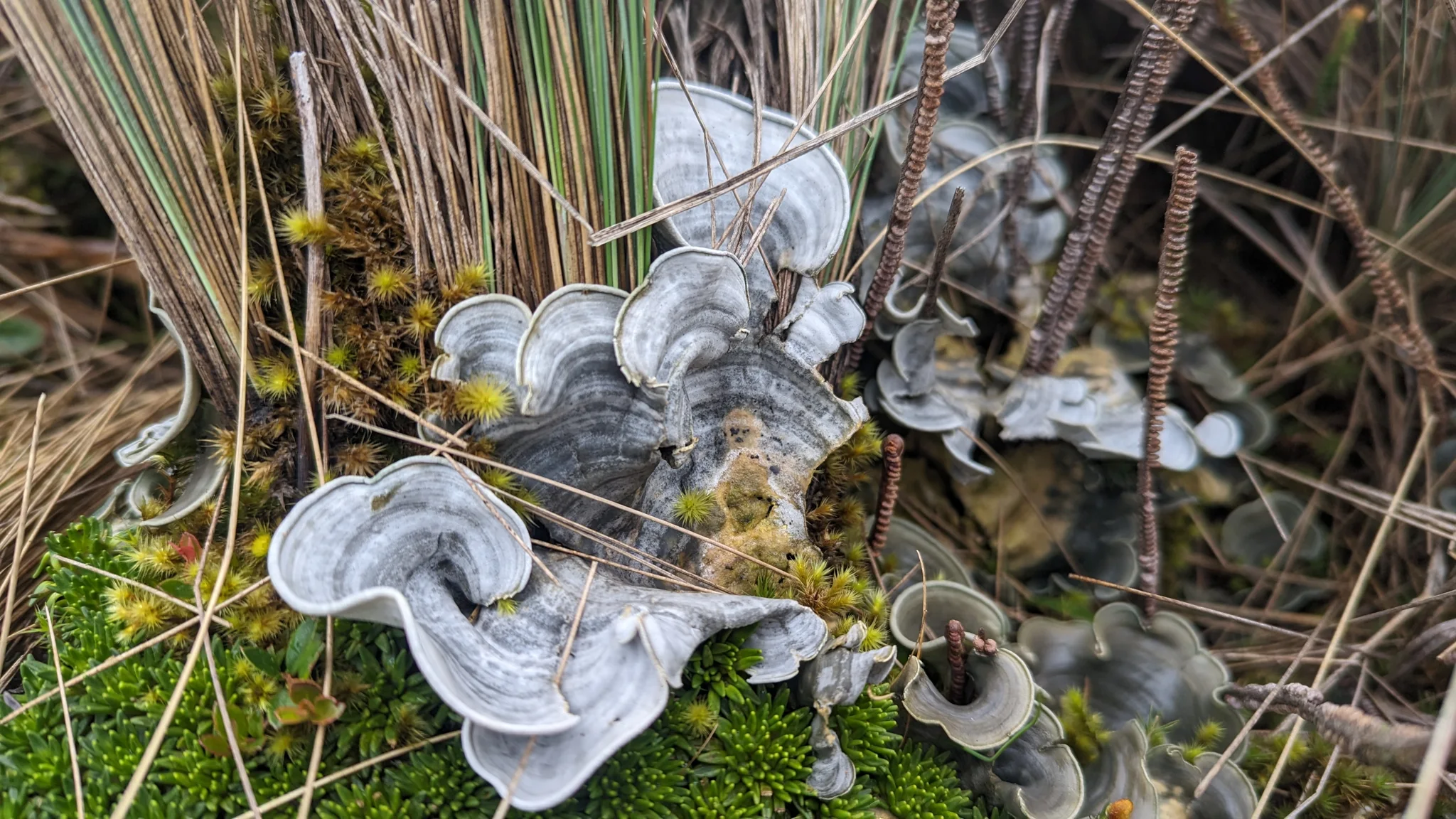 Pale layered fungi among twigs