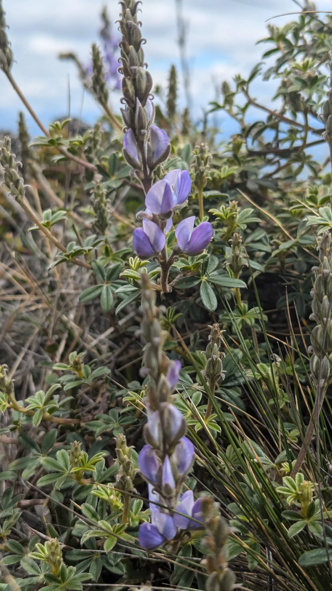 Tall purple flower spike on a shrub. Finer identification remains unconfirmed.
