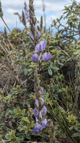 Tall purple flower spike on a shrub. Finer identification remains unconfirmed.