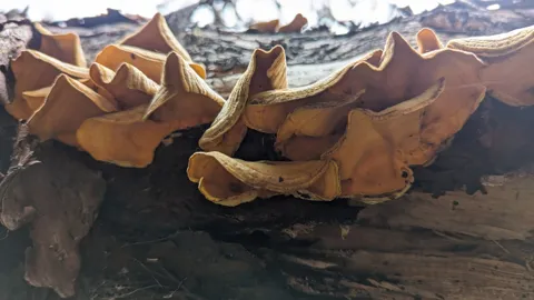 Large shelf fungi on a log. Finer identification remains unconfirmed.
