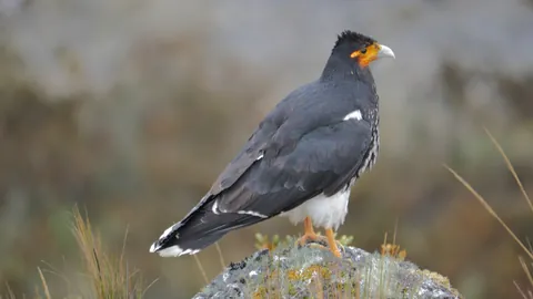 Yellow-faced bird on a rocky perch. Finer identification remains unconfirmed.