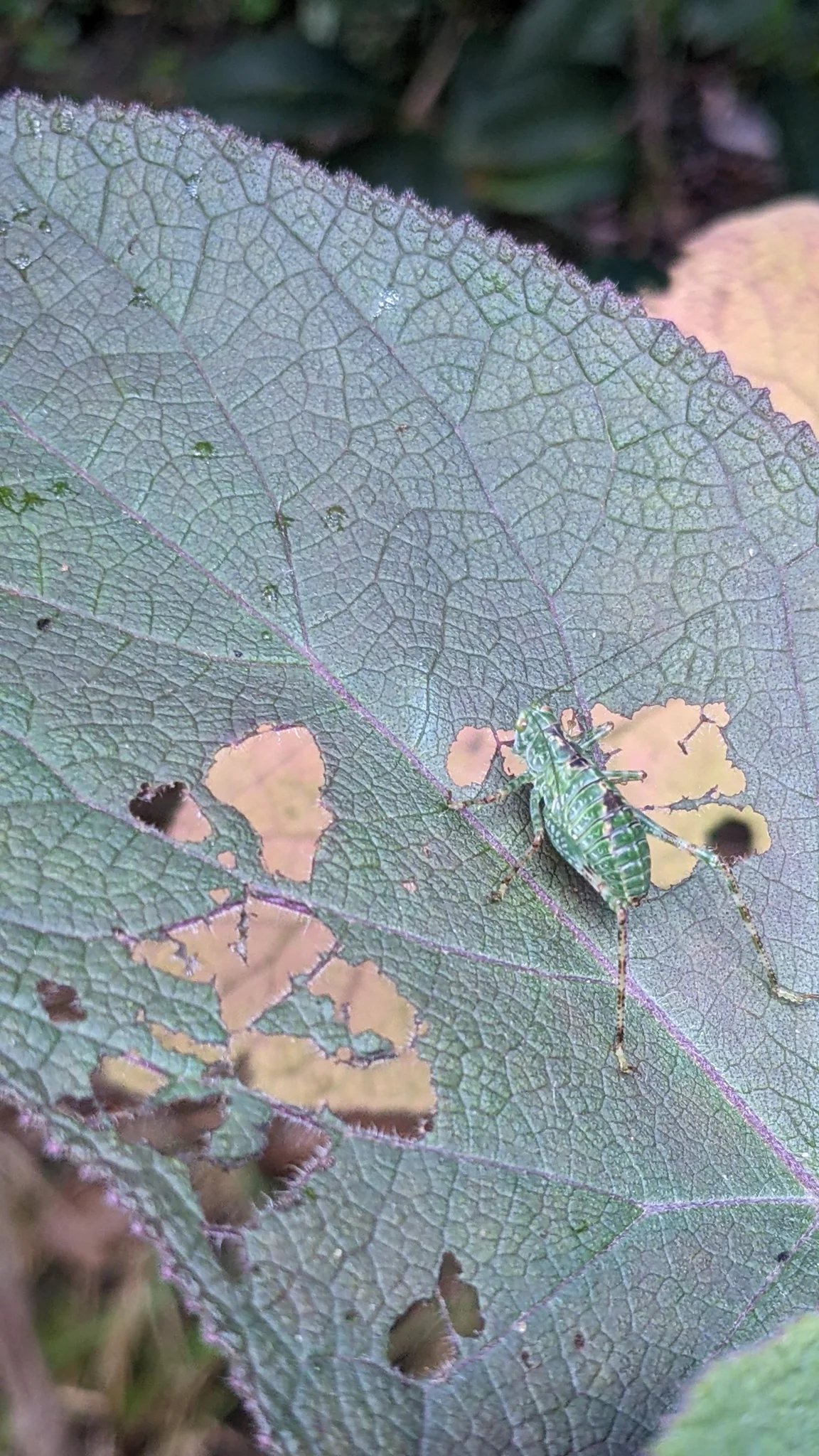 Mottled-winged insect on a green leaf. Finer identification remains unconfirmed.