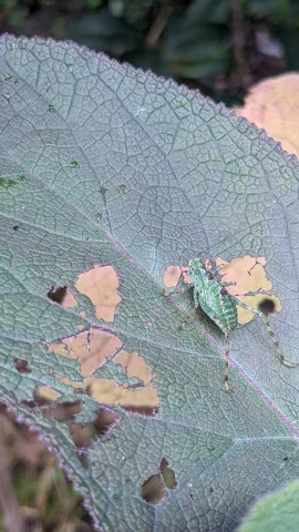 Mottled-winged insect on a green leaf. Finer identification remains unconfirmed.