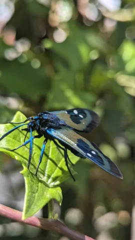 Black and blue butterfly on leaves. Finer identification remains unconfirmed.