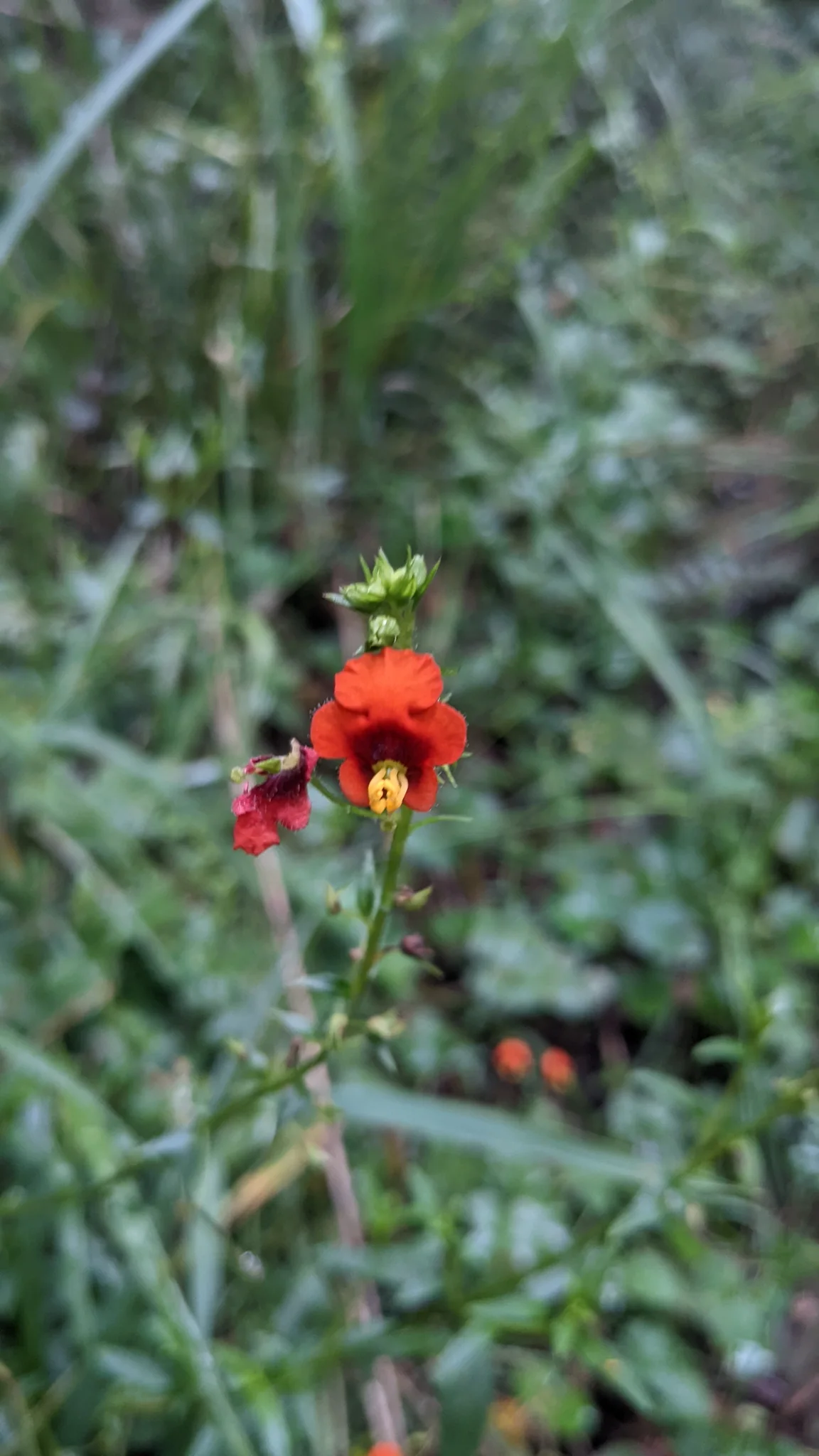 A scarlet Alonsoa flower with an asymmetric corolla and protruding yellow stamens blooms among green shrub leaves in soft focus.