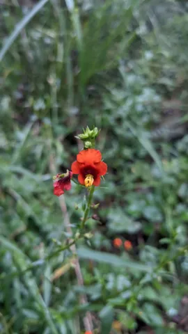 A scarlet Alonsoa flower with an asymmetric corolla and protruding yellow stamens blooms among green shrub leaves in soft focus.