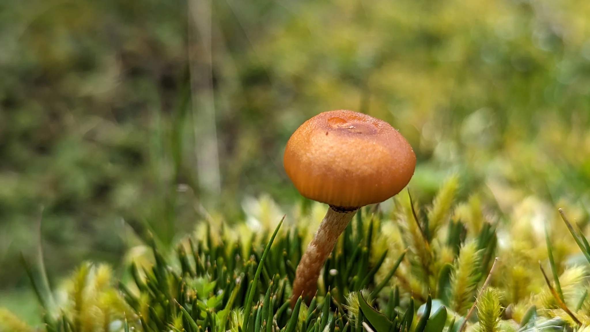 An orange mushroom above the moss