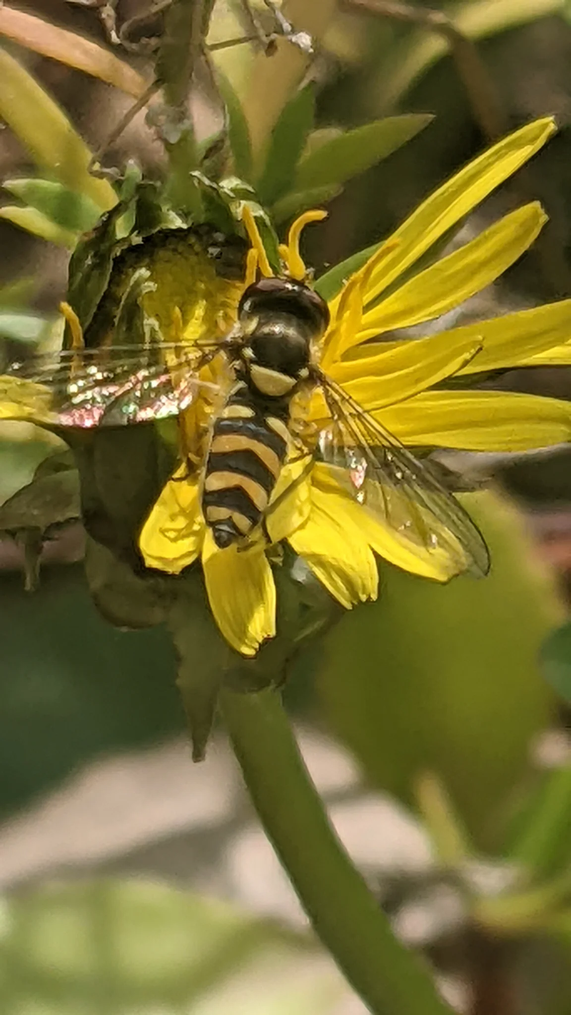Striped insect on yellow flower. Finer identification remains unconfirmed.