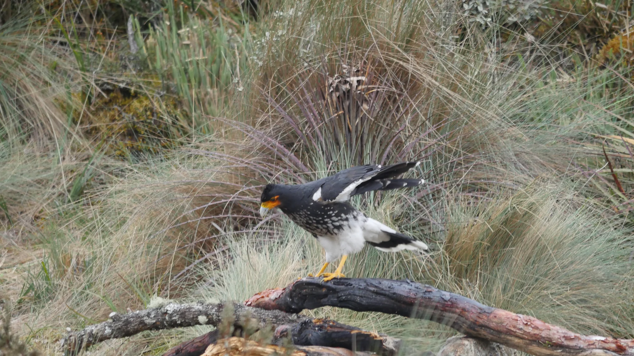 A bird lifting from a branch