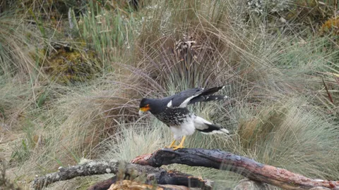 A bird lifting from a branch