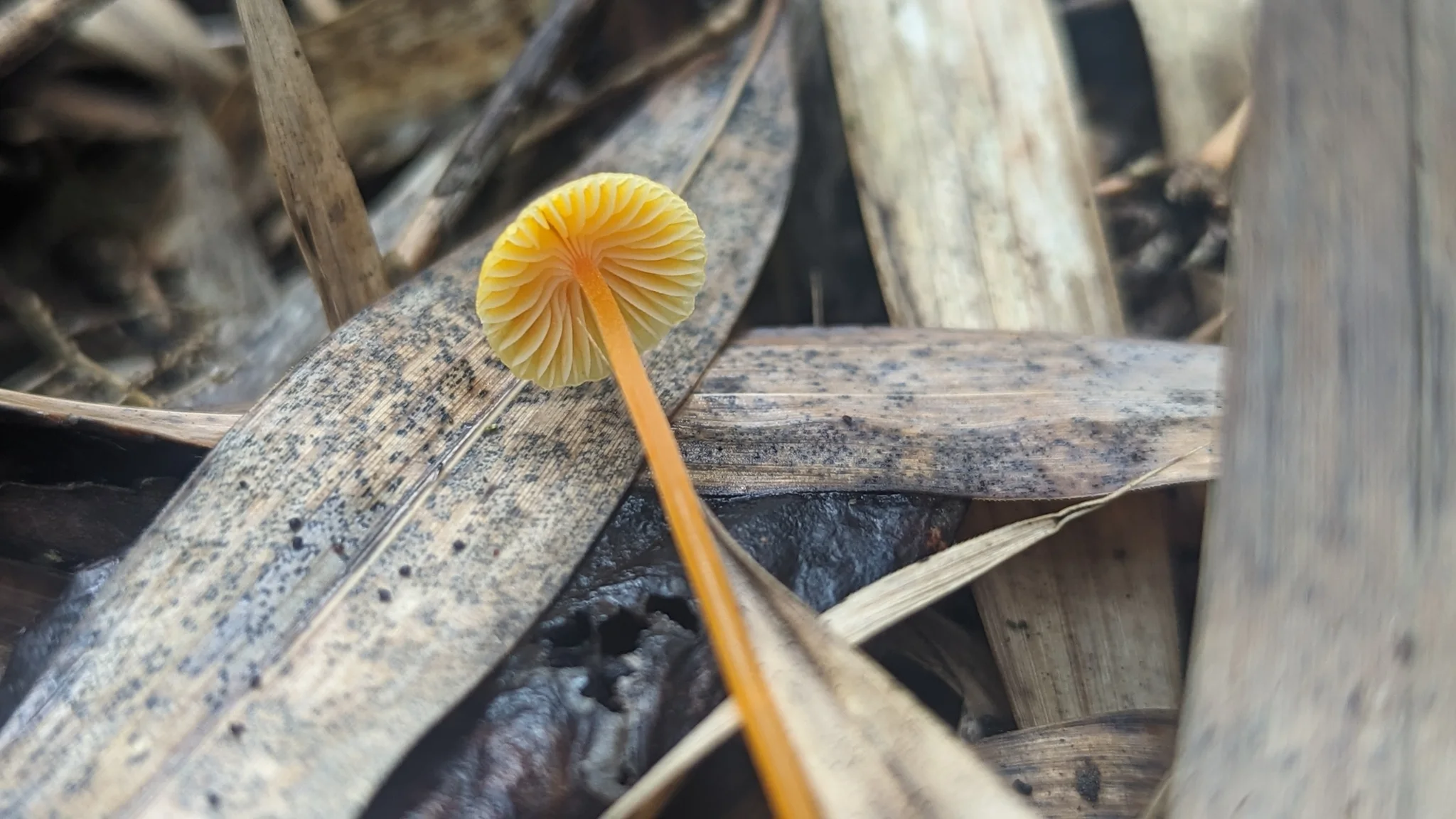 Small orange mushroom on dry forest litter. Finer identification remains unconfirmed.