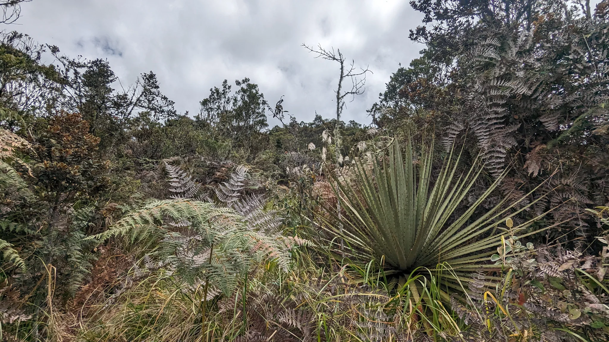 Spiky rosette among dense ferns. Finer identification remains unconfirmed.