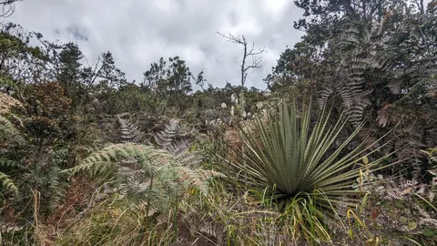 Spiky rosette among dense ferns. Finer identification remains unconfirmed.