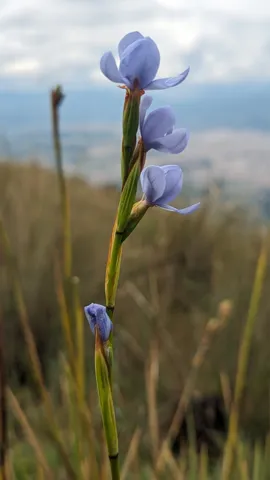 A blue flower stem against the clouds