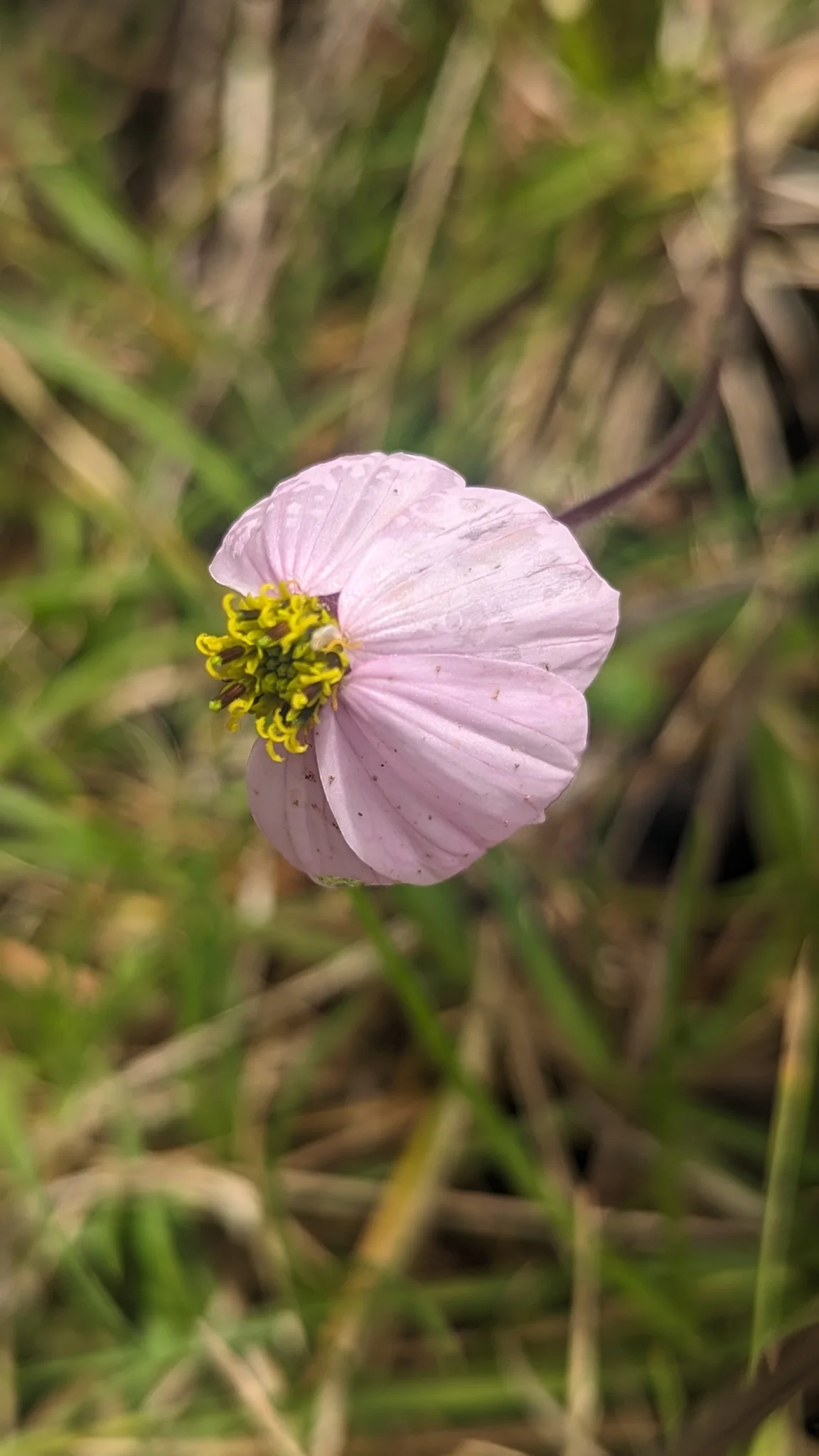 Small pale pink flower in grass. Finer identification remains unconfirmed.