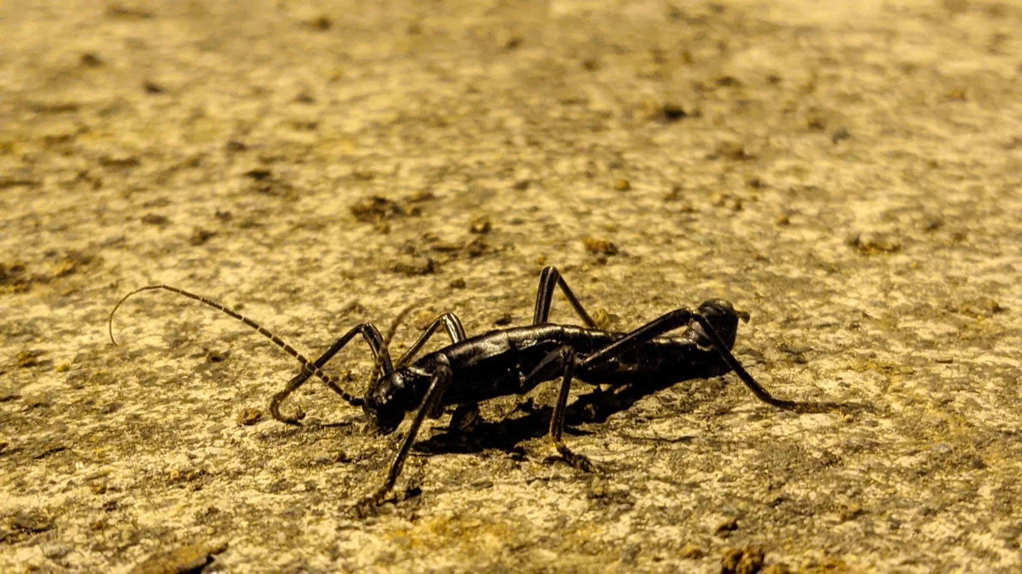 Black cricket on dry ground. Finer identification remains unconfirmed.