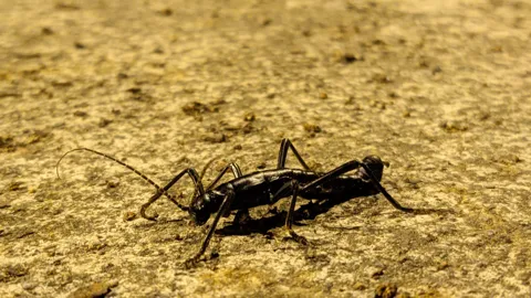 Black cricket on dry ground. Finer identification remains unconfirmed.