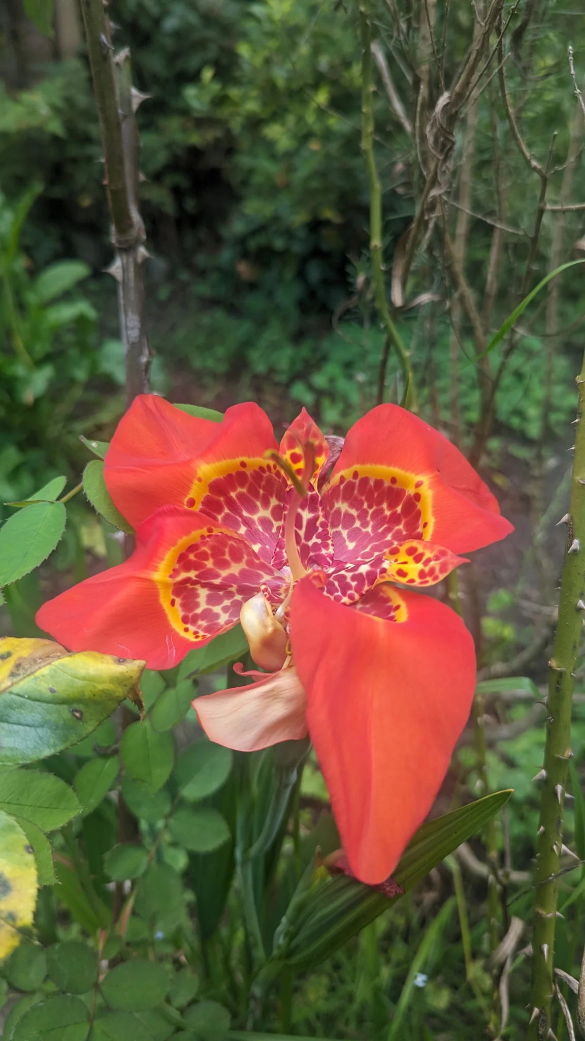 A red Tigridia pavonia flower opens against green leaves, showing three broad outer segments around a yellow inner cup heavily spotted with red.