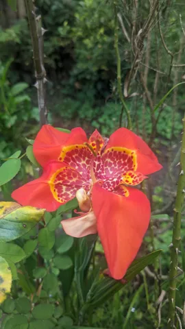 A red Tigridia pavonia flower opens against green leaves, showing three broad outer segments around a yellow inner cup heavily spotted with red.
