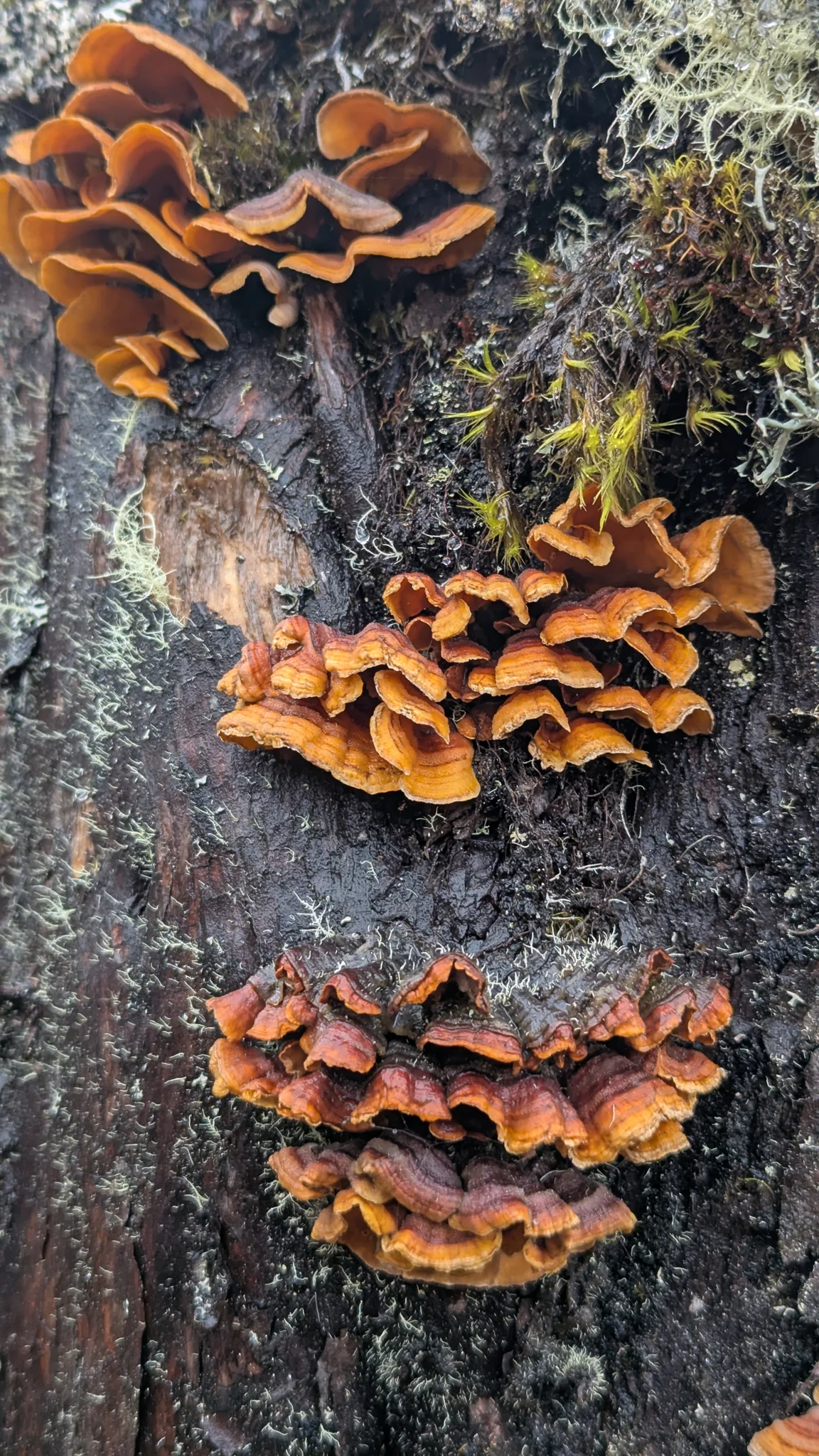 Thin overlapping Stereum brackets form orange-brown bands on a tree trunk, with smooth orange undersides.