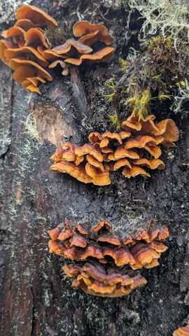 Thin overlapping Stereum brackets form orange-brown bands on a tree trunk, with smooth orange undersides.